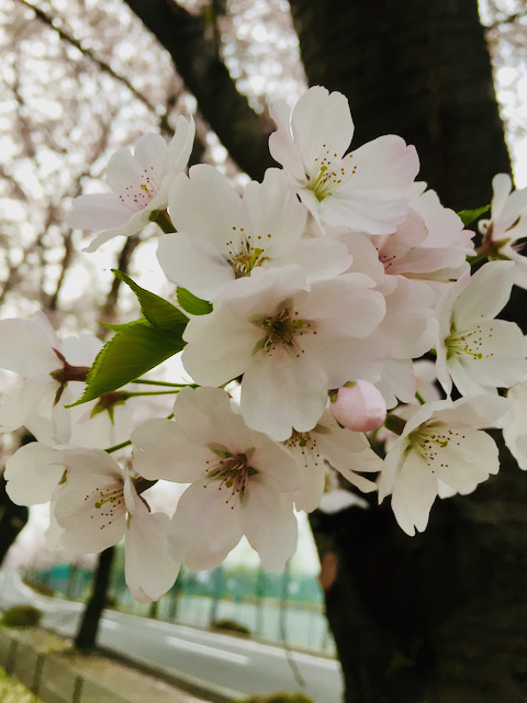 Kenji Arai (KenjiArai) profile Padlet